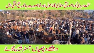 Animal market dongi mandi kotli mirpur in fateh jangi talagang bulls |Australian friesian cows Bulls