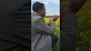 A beautiful yellowish mustard plant field .....North Lakhimpur,Assam.