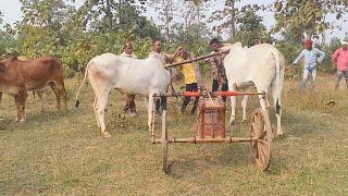 टाइगर मोती कटंगझरी पट प्रतियोगिता  कटंगझरी बालाघाट