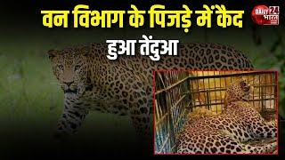 Uttar Pradesh : वन विभाग के पिजड़े में कैद हुआ तेंदुआ | Lakhimpur | Leopard | Latest News