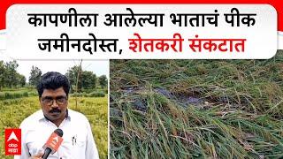 Bhandara Rice Field : कापणीला आलेल्या भाताचं पीक जमीनदोस्त, शेतकरी संकटात