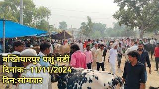 बख्तियारपुर पशु मंडी छठ पूजा के बाद गाय का ताजा रेट cow Mandi dairy farm