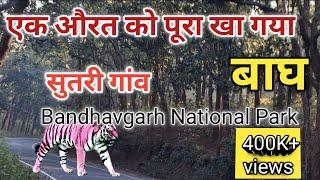 एक औरत को पूरा खा गया बाघ। सुतरी गांव । Bandhavgarh National Park !