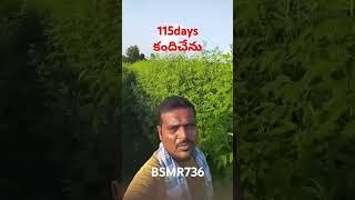 Friend కంది పంట  #అపరాల సాగు