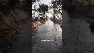 Pilibhit Canals। पीलीभीत टाइगर रिजर्व के पास की नहर। Canals For Irrigation In Pilibhit ।