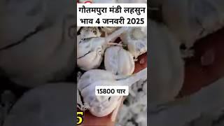 गोतमपुरा मंडी लहसुन भाव 4 जनवरी 2025