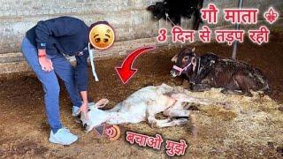 देवास शंकरगढ़ की पहाड़ि गौशाला पर गौ माता की इतनी बुरी हालत 😡😡😡