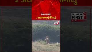 Gir Somnath : સિંહણ માટે 2 ડાલામથ્થાનું ધીંગાણું | Gujarat First