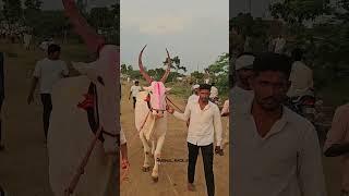 Mudhol race bulls|| 💥ಮುರಗುಂಡಿ..🔥🔥