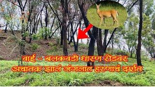 Deer spotted in wai satara | वाई तालुक्यात अचानक हरीण पाहताक्षणीच पळालं🦌 😳
