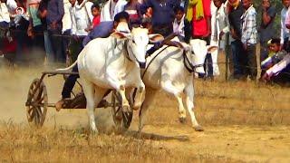 रमेश पटेल मोहाडी़ खैरलांजी वाला बैल जोड़ी रेस वीडियो(सावरी खैरलांजी पट फास्ट राउंड) pat pratiyogita।