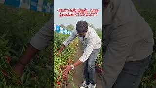 తెలంగాణ సీడ్స్ పెస్టిసైడ్స్ ఖమ్మం