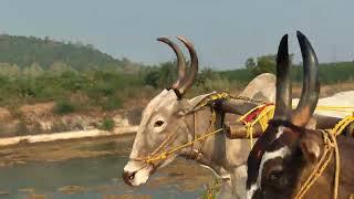 ఎల్లుండి జరగబోయే ధర్మవరం ఎడ్ల పోటీలు పాల్గొని జతల బేటా #bulls #racing bull's