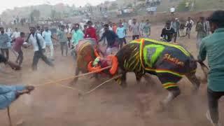 अधौरा 🆚 शैतान ⛓️ बोदरली महादंगल ⛓️ टक्कर 🦬