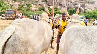 దిట్టమైన మంచి సైజుల్లో దేశపు సీమ ఎద్దుల రేట్లు_ఆదోని సంతలో//dheshiya Seema bull's | Adoni Market..