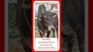 পশ্চিম মেদিনীপুর জেলার নারায়ণগড়ে গাড়িতে করে ষাঁড় পাচার করবার সময় গ্রেফতার ৫ জন,উদ্ধার ৭ টি ষাঁড়!