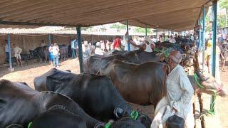 9/9/2024 बख्तियारपुर पशु मंडी से जानें भैंसों का ताजा कीमत।। Bihar ka pashu mela।। Buffalo market