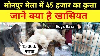 Sonpur Mela Dogs Market सोनपुर मेला में पैंतालिस हजार तक के कुत्ते जाने क्या है खासियत