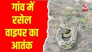 Snake terror : संतकबीरनगर में रसेल वाइपर सांप से दहशत, ग्रामीणों ने पकड़ा और वन विभाग को सौंपा ||