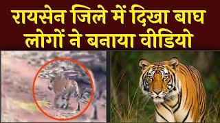 Tiger Show: रायसेन जिले में दिखा बाघ! लोगों ने बनाया वीडियो! Video Viral! RAISEN NEWS!