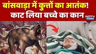 Dog Attack On Boy: बांसवाड़ा में कुत्तों का आतंक!, काट लिया मासूम बच्चे की कान, हालत गंभीर |Dog Bite