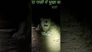 डिस्टिक समस्तीपुर बंदा गांव में Tiger king शेर देखा गया#