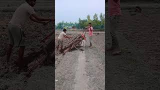 নদীয়া আর আমি কি করলাম আজকে 🌾