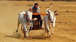 रमेश पटेल मोहाडी़ खैरलांजी वाला बैल जोड़ी रेस वीडियो ox race mp seoni in India 2025।