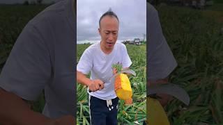 Amazing farm fresh pineapple cutting skills