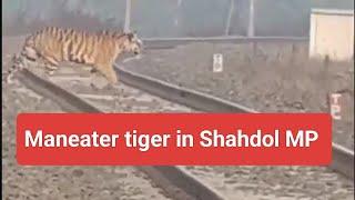 Tiger roars in Shahdol ,Madhya Pradesh | tiger crossing railway track caputred by railway worker