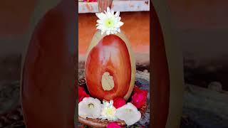 ऊं नमः शिवाय#श्री नर्मदेश्वर महादेव#शिव_शीतला मंदिर#जगदीशपुर#भोले बाबा