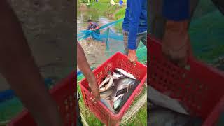 Kheda Gujarat fish farming business