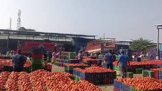 tomato rates Madanapalle 🍅 మదనపల్లె టమోటా రేట్లు