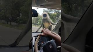 Monkeys climb on car on the way to Mahur gad ghat