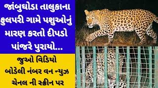 જાંબુઘોડા તાલુકાના ફુલપરી ગામે પશુઓનું મારણ કરતો દીપડો પાંજરે પુરાયો...જુઓ વિડિયો અહી...