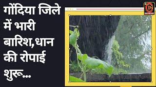 cin- गोंदिया जिले में भारी बारिश,धान की रोपाई शुरू...