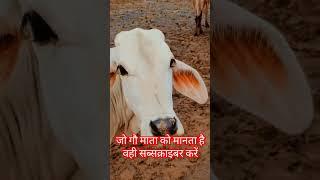 संस्था अभिरंग शंकरगढ़ गौशाला देवास