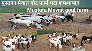 मुस्तफा मेवात गोट फार्म घटा शमशाबाद mustfa Mewat got form Ghata Shamshabad