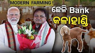 କଳାହାଣ୍ଡି: Odisha's Rural Economy with Goat Farming Initiative