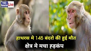 हाथरस मे 145 बंदरों की मौत FCI गोदाम में मृत पड़े मिले बंदर आम जन का सबाल कैसे गयी जान...