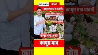 कापूस बाजार भाव अकोट 29 नोव्हेंबर 2024 akot kapus bhav cotton rate live