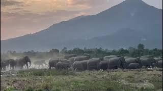 Assam BTR Baksa District 🐘🐘