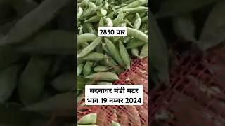 बदनावर मंडी मटर भाव 19 नम्बर 2024