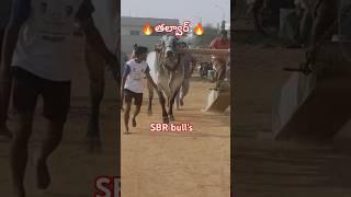 SBR సీనియర్ bull's ఏ నారాయణపురం అనంతపూర్