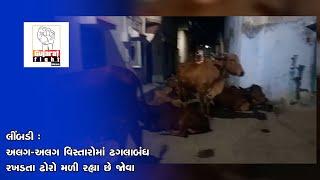 લીંબડી : અલગ-અલગ વિસ્તારોમાં ઢગલાબંધ રખડતા ઢોરો મળી રહ્યા છે જોવા