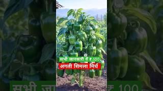 अगती शिमला मिर्च दिल्ली सभी सब्जियां की खेती वें फल फ्रूट कि जानकारी #new #reels #fruit ye