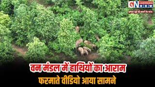 RAIGARH : रायगढ़ जिले के धरमजयगढ़ वन मंडल में हाथियों का आराम फरमाते वीडियो आया सामने...