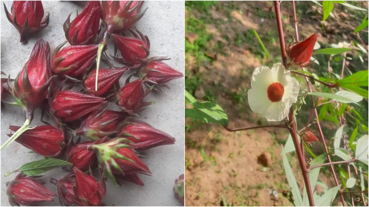 d1b216b0-023f-4e79-8ad1-388f2b051976