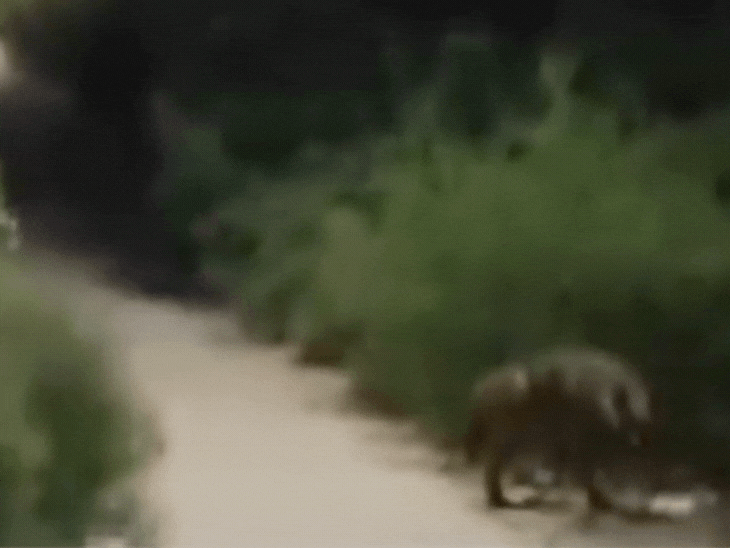 71c36cf5-5514-45a9-abf1-0c71dea374a7