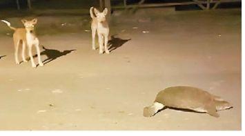 4abea8cb-e6d8-43f5-b92e-32ff414128e3